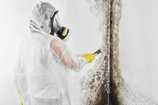 Mold Documentation for Insurance Claims